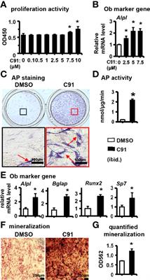 A Highly Selective GSK-3β Inhibitor CHIR99021 Promotes Osteogenesis by Activating Canonical and Autophagy-Mediated Wnt Signaling